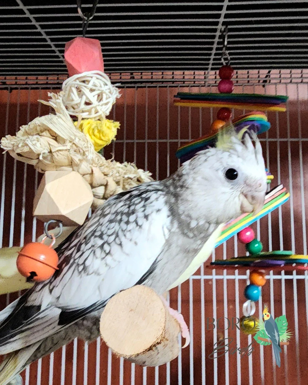 🩶🤍🩶🤍🩶

We will be posting pictures all week of cockatiels that will be ready to go home in several weeks. 🏠

Now accepting deposits. DM or call/text (615) 593-6669 to arrange a deposit and pick-up. 

#cockatiel #greencheekedconure #birds #petbi
