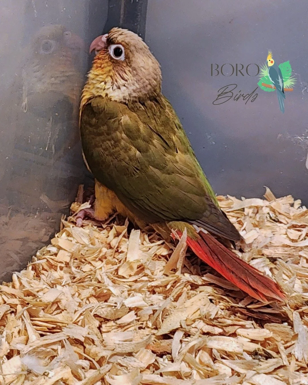 We will be posting pictures all week of green cheek conures that will be ready to go home in several weeks. 🏠

Now accepting deposits. DM or call/text (615) 593-6669 to arrange a deposit and pick-up. 

#cockatiel #greencheekedconure #birds #petbirds