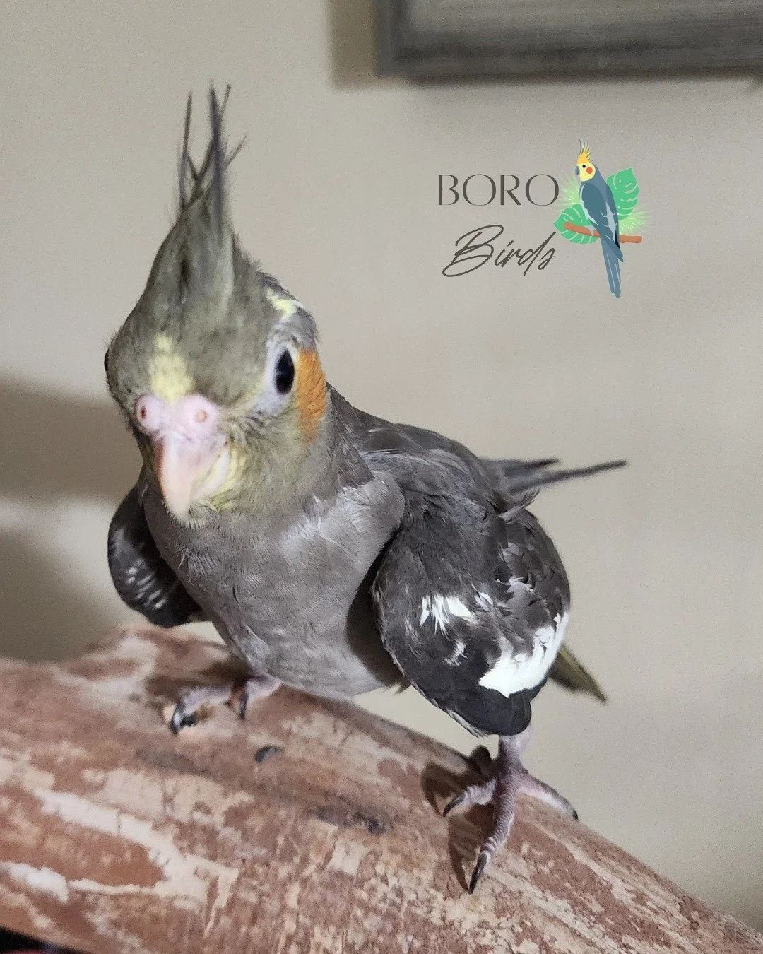 🩶🧡🩶🤍💛🩶

We will be posting pictures all week of cockatiels that will be ready to go home in several weeks. 🏠

Now accepting deposits. DM or call/text (615) 593-6669 to arrange a deposit and pick-up. 

#cockatiel #greencheekedconure #birds #pet