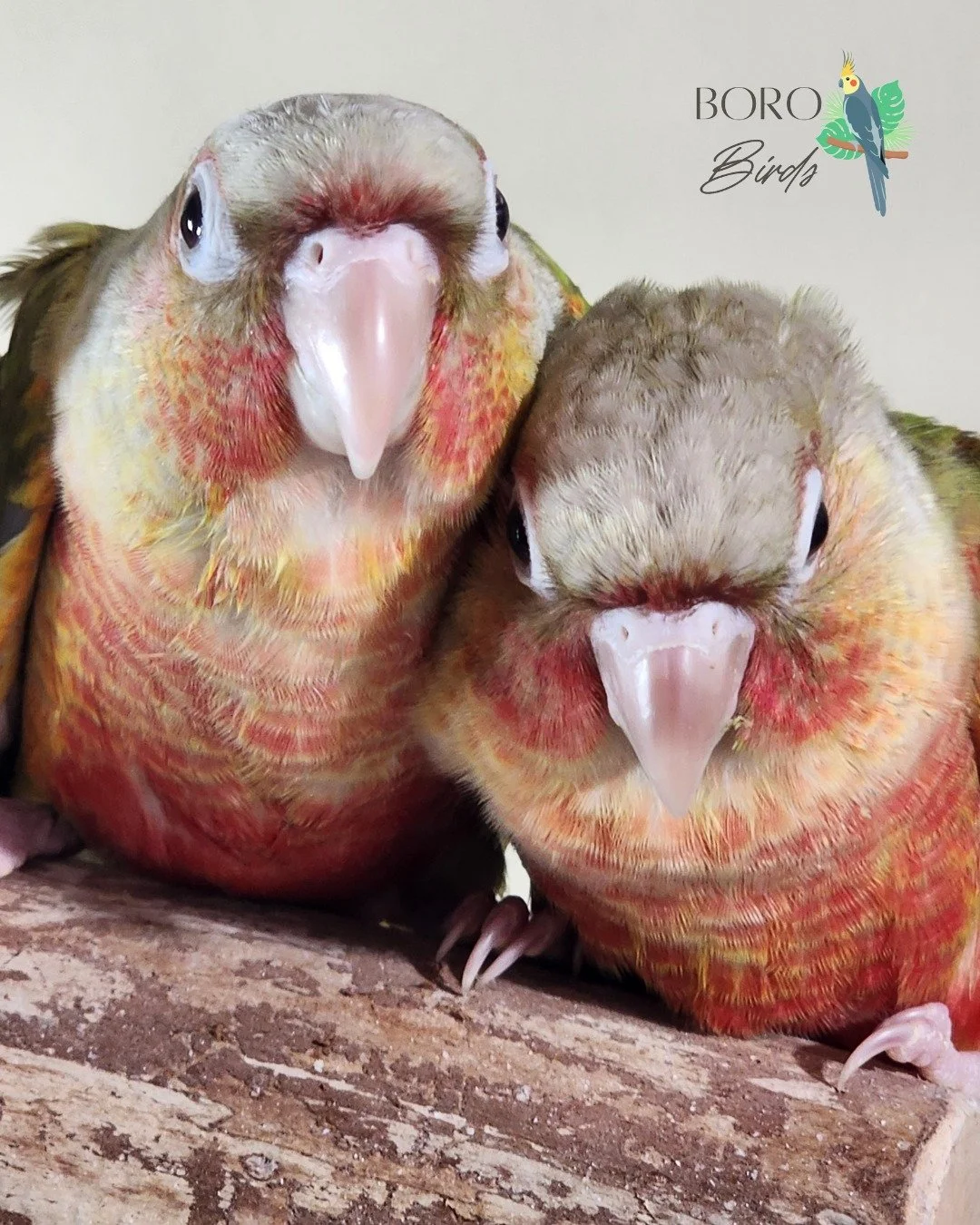We will be posting pictures all week of green cheek conures that will be ready to go home in several weeks. 🏠

Now accepting deposits. DM or call/text (615) 593-6669 to arrange a deposit and pick-up. 

#cockatiel #greencheekedconure #birds #petbirds