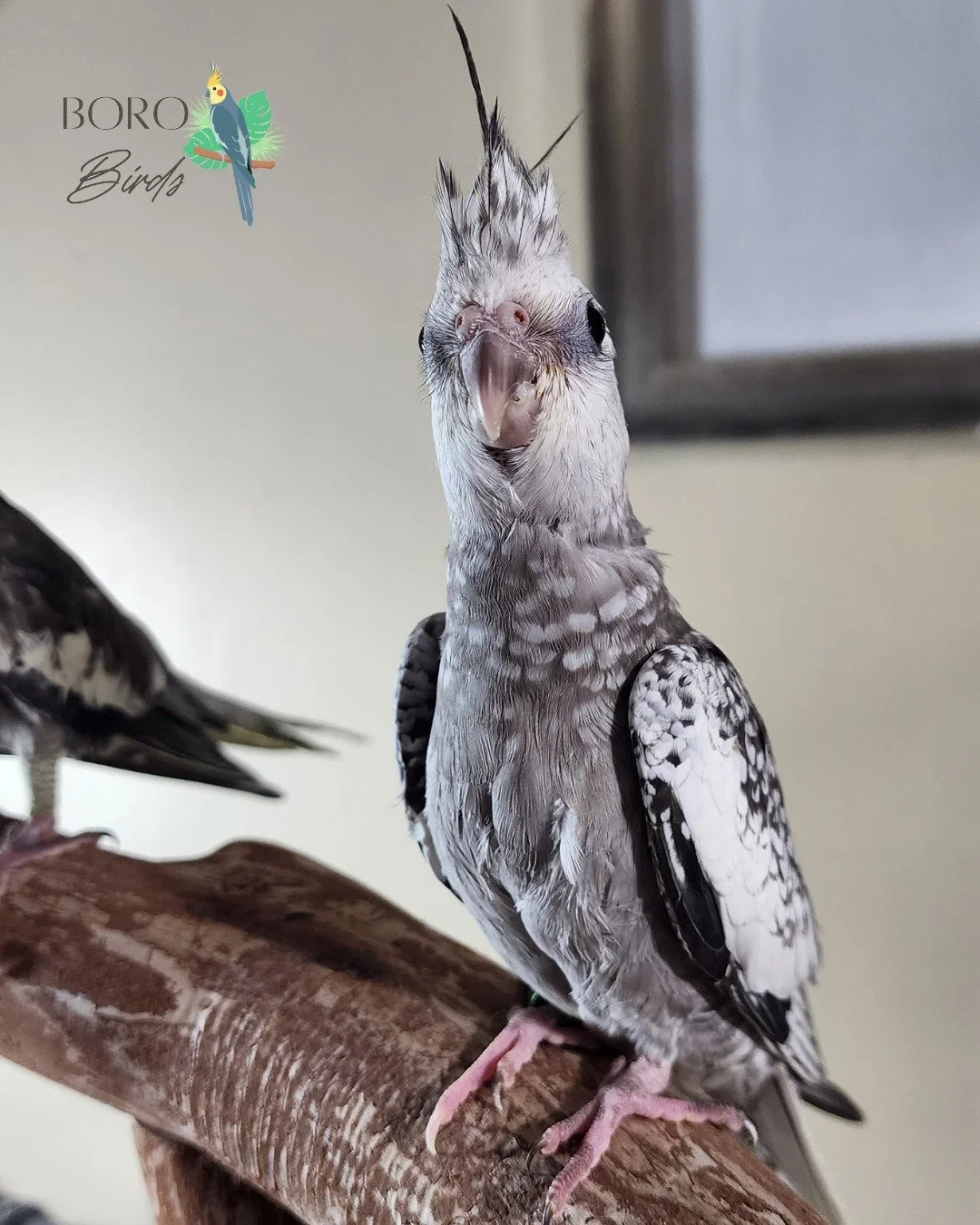 We will be posting pictures all week of cockatiels that will be ready to go home in several weeks. 🏠
Now accepting deposits. DM or call/text (615) 593-6669 to arrange a deposit and pick-up. 
#cockatiel #greencheekedconure #birds #petbirds #murfreesb