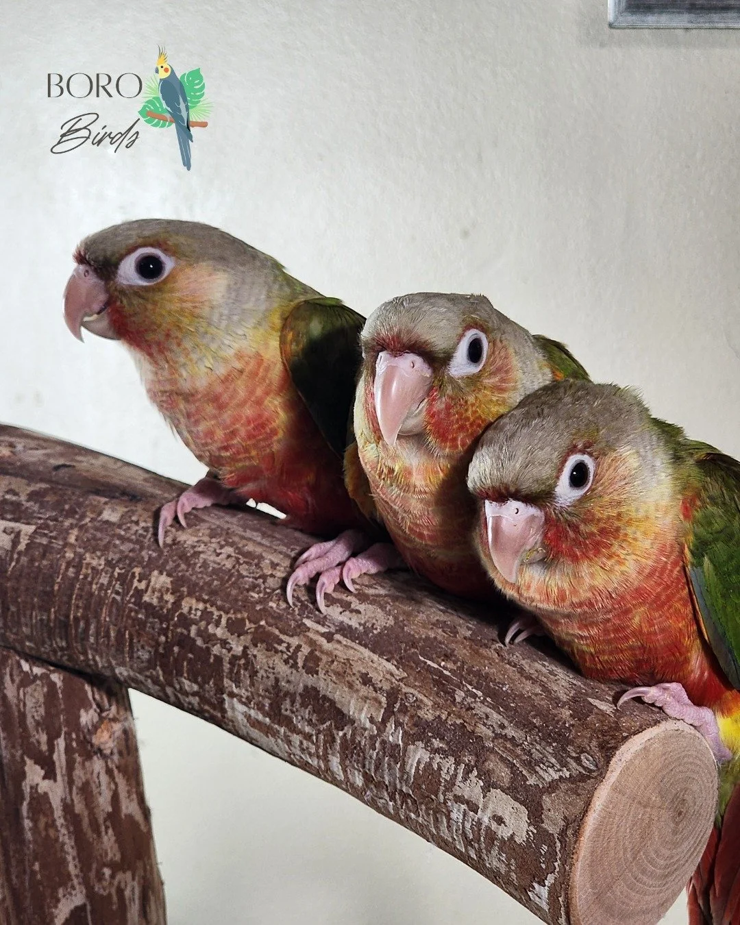 We will be posting pictures all week of green cheek conures that will be ready to go home in several weeks. 🏠

Now accepting deposits. DM or call/text (615) 593-6669 to arrange a deposit and pick-up. 
#cockatiel #greencheekedconure #birds #petbirds 