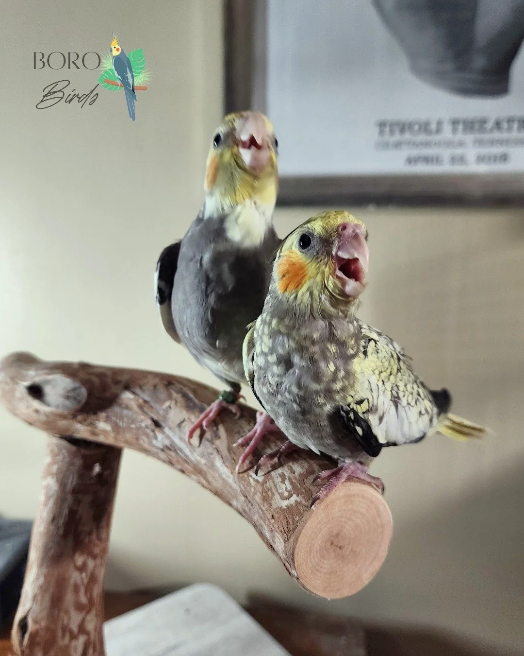 We will be posting pictures all week of cockatiels that will be ready to go home in several weeks. 🏠
Now accepting deposits. DM or call/text (615) 593-6669 to arrange a deposit and pick-up. 
#cockatiel #greencheekedconure #birds #petbirds #murfreesb