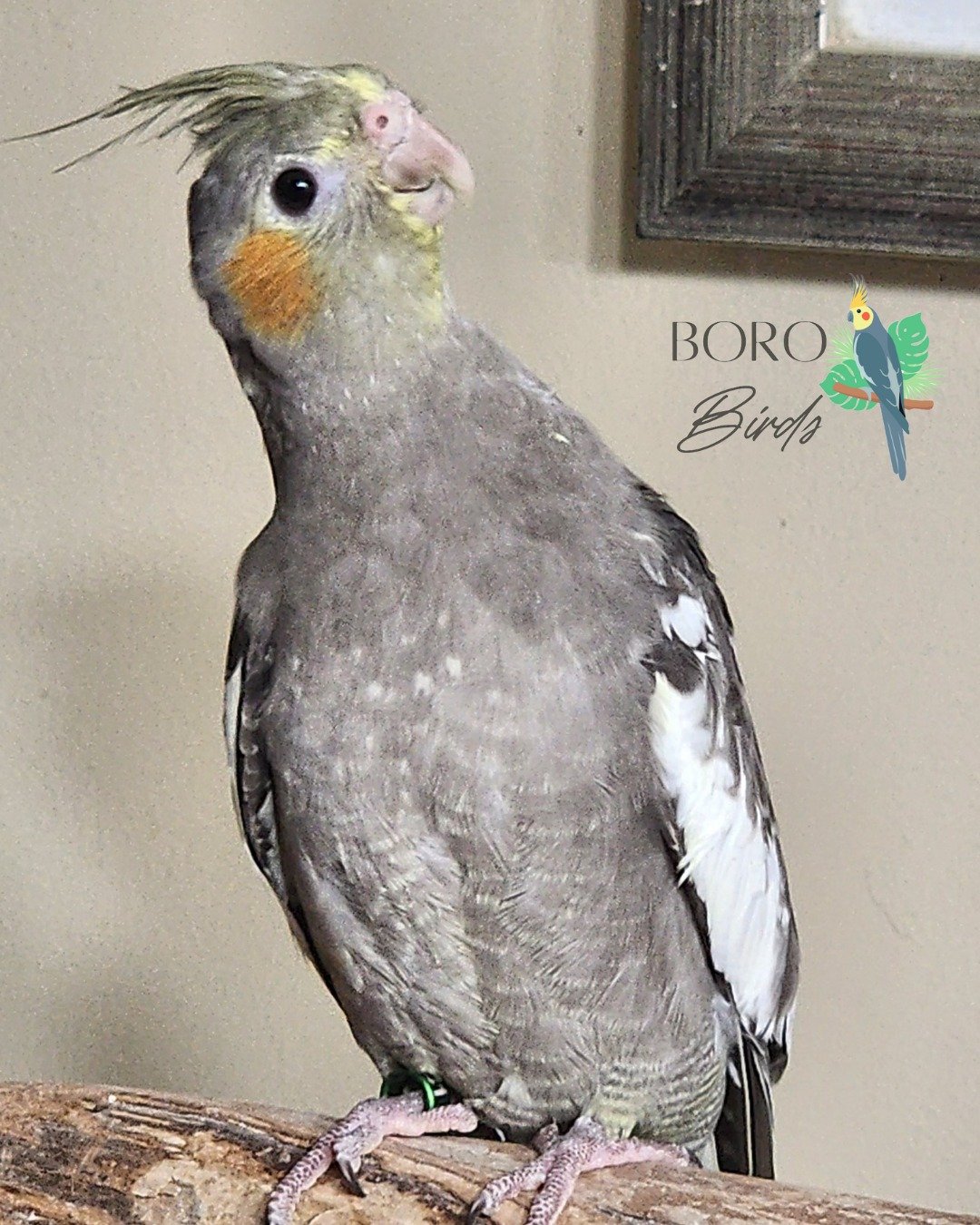 Check out this baby! They know how to pose for a picture. #vogue 📸

Cockatiels are an excellent first bird (or second or third)! They have been hand-fed and naturally have a more calm demeanor than most birds. This sweet baby is ready to go home! 🏡