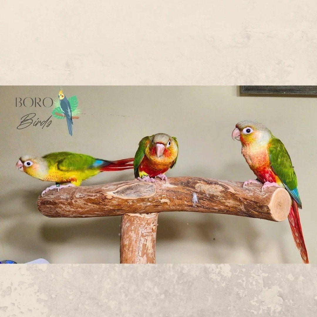 Don't Be Scared! Your Cutest Treat Awaits! 👻

Forget the black cats and spiders&mdash;the best thing flying around this Halloween is our sweet Green Cheek Conure! They're total cuddle monsters, not little terrors! 🤡

Bring home a vibrant companion 