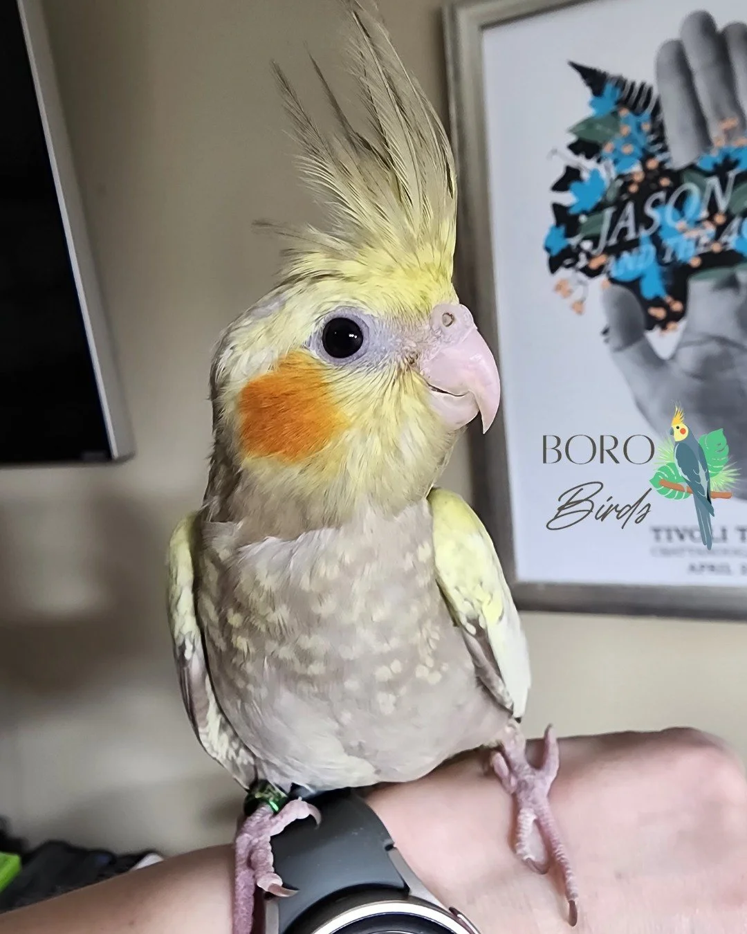 No #sundayfunday outtakes this week because everyone was suspiciously well behaved. ☺️💖📸

We will be posting birds that are ready to go home this weekend and next weekend.

For an appointment to meet your new feathered friend, DM or call/text (615)