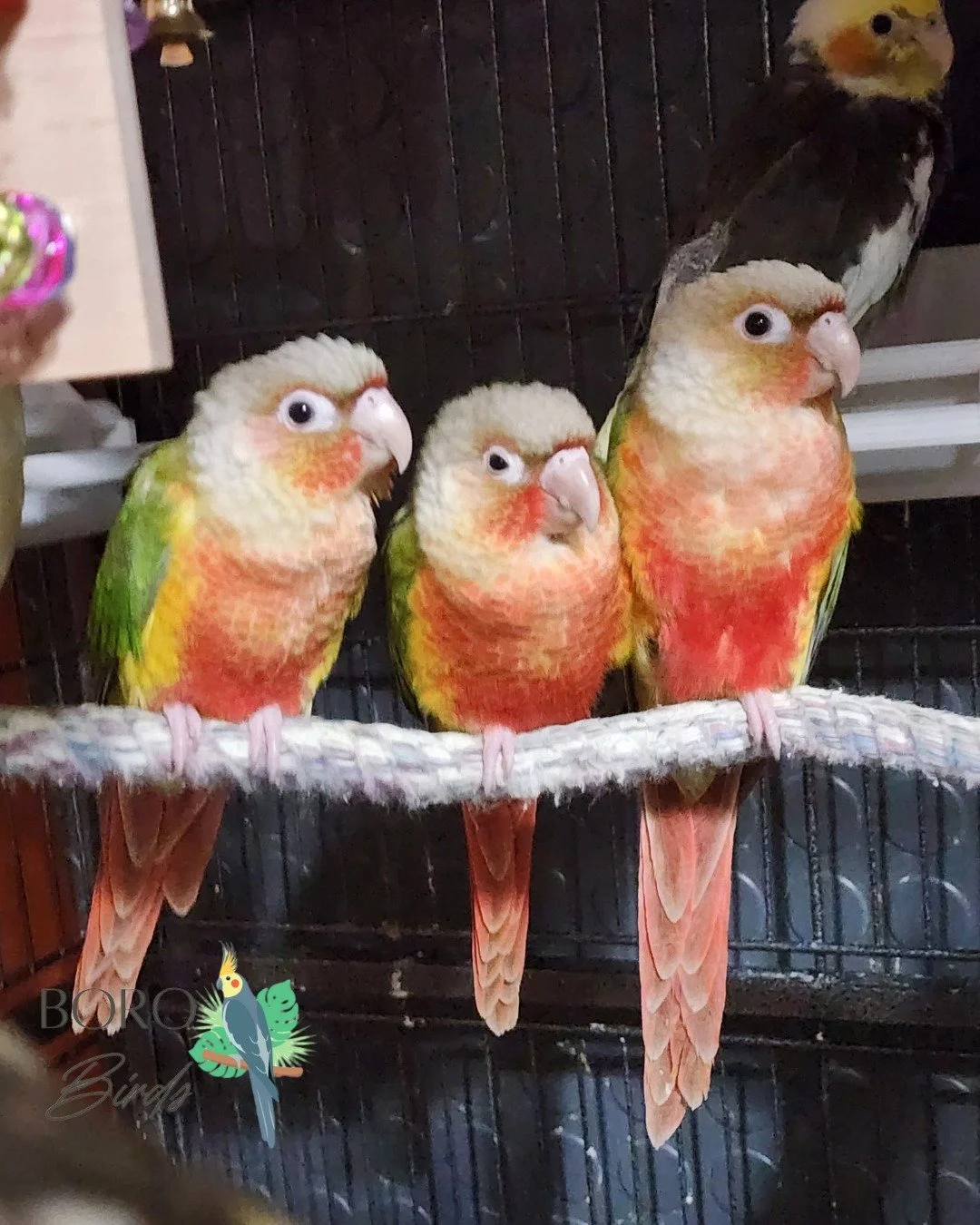 💖These red-bellied green-cheeked conures are 🔥!💖

These little clowns are intelligent and thrive on interaction, making them perfect for active households and those who enjoy training.

Don't settle for a boring pet&mdash;choose a lively companion