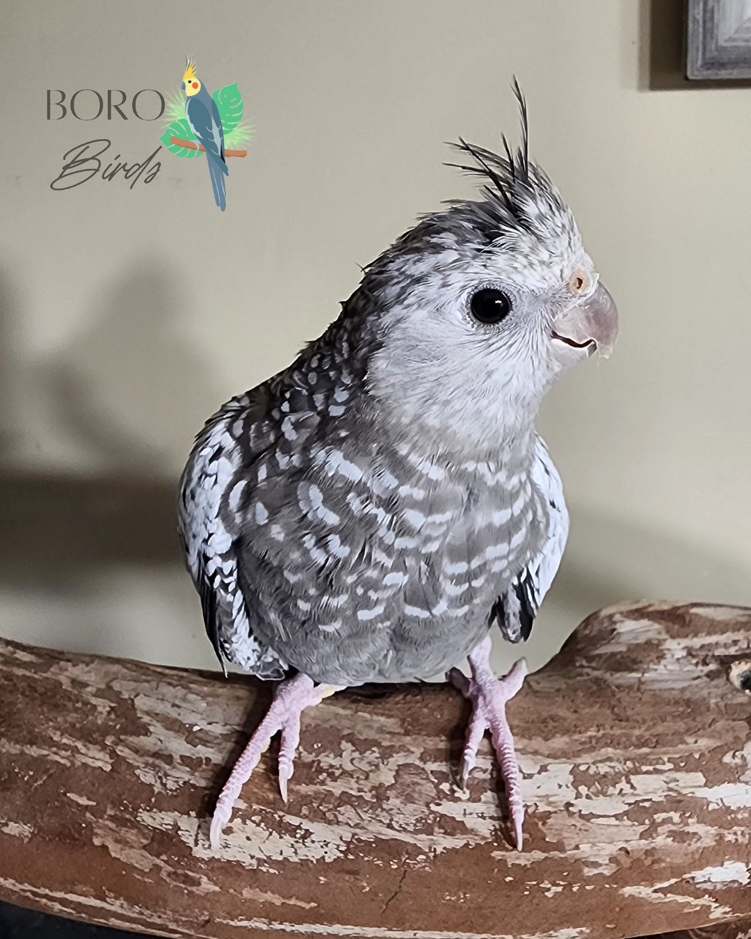 ✨ The White-Faced Pearl Cockatiel ✨

Looking for a beautiful, affectionate, and charismatic bird? The White-Faced Pearl is a showstopper with its dazzling white face and unique pearl pattern.

They're friendly, great for families, and ready to sing t