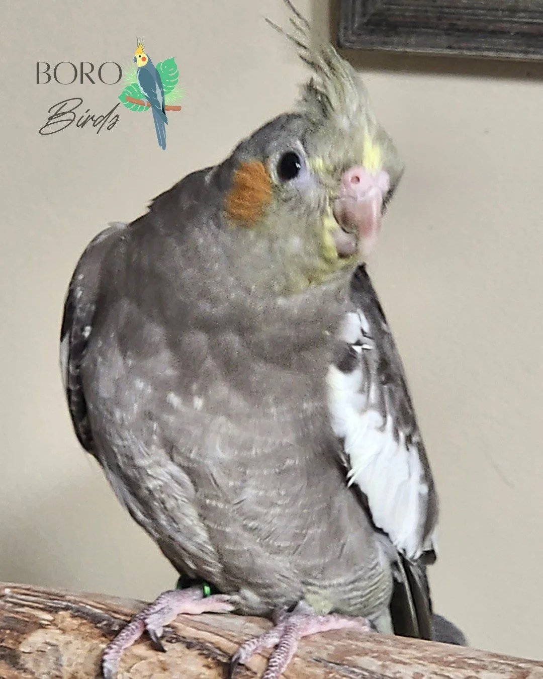 🧡Fluffy, friendly, and full of character! Our cockatiels are sweet, vibrant, and ready for their forever homes. Get ready for head scratches, happy chirps, and an endless supply of love.🧡

This little baby is ready to go home this weekend. 🏡

To p