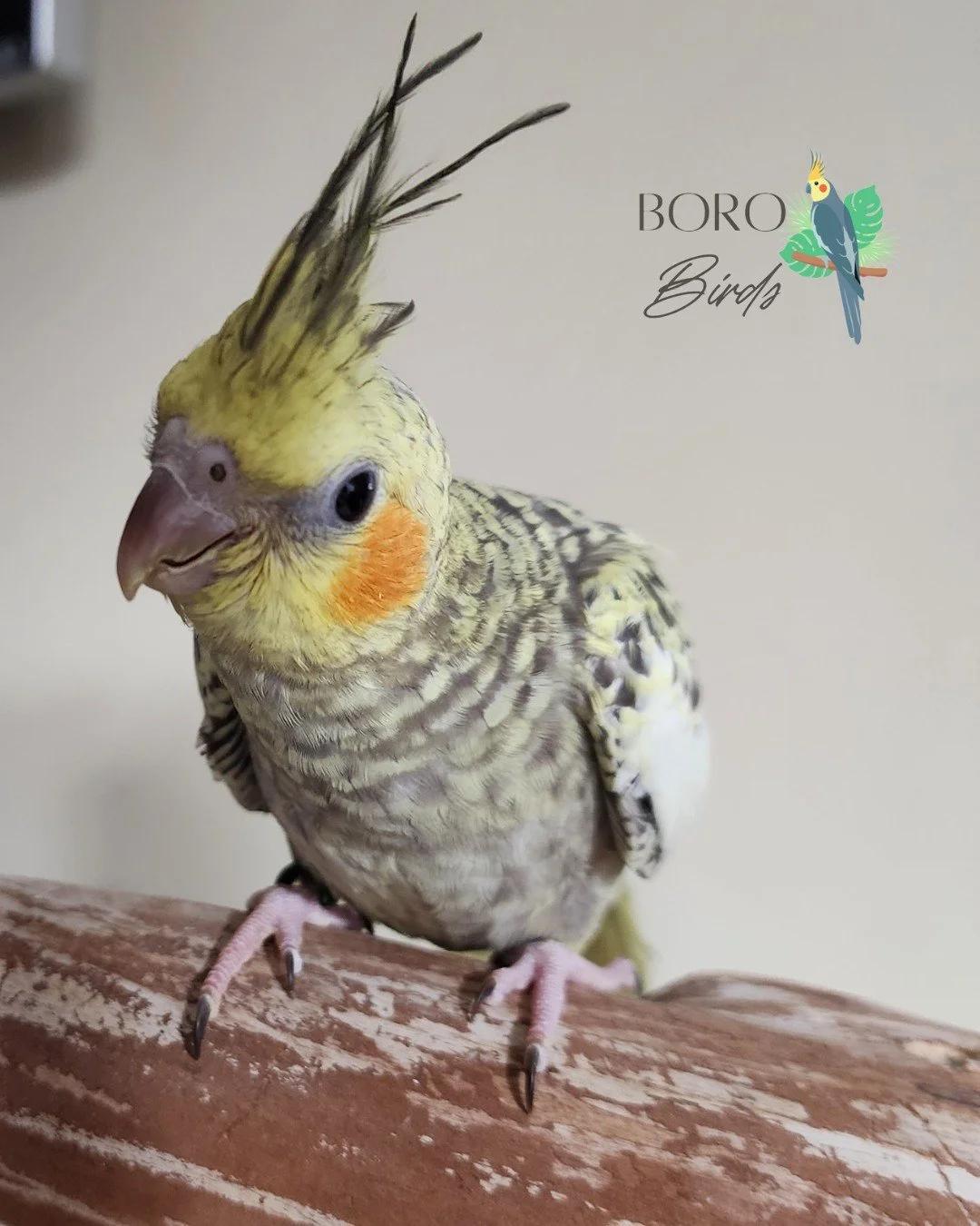 This little one can go home in 1-2 Weeks! 🏡

To place a deposit and schedule an appointment to meet your new feathered friend, DM or call/text (615) 593-6669. 📱📆

#cockatiel #greencheekconure #conure  #PetBirds #murfreesborotn #FeatheredFriends