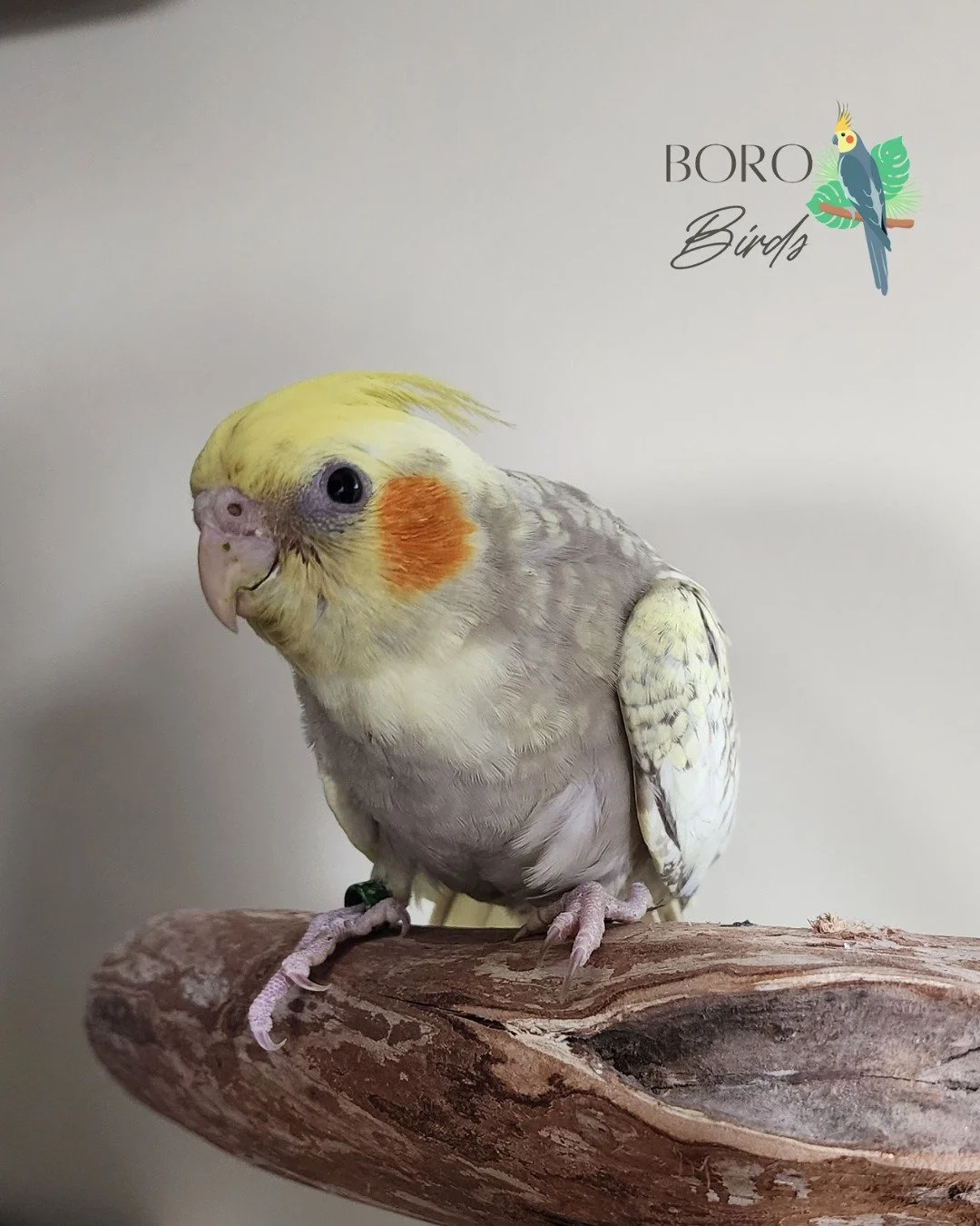 💖🌞💖🌞💖

This little one can go home in 1-2 Weeks! 🏡

To place a deposit and schedule an appointment to meet your new feathered friend, DM or call/text (615) 593-6669. 📱📆

#cockatiel #greencheekconure #conure  #PetBirds #murfreesborotn #Feather