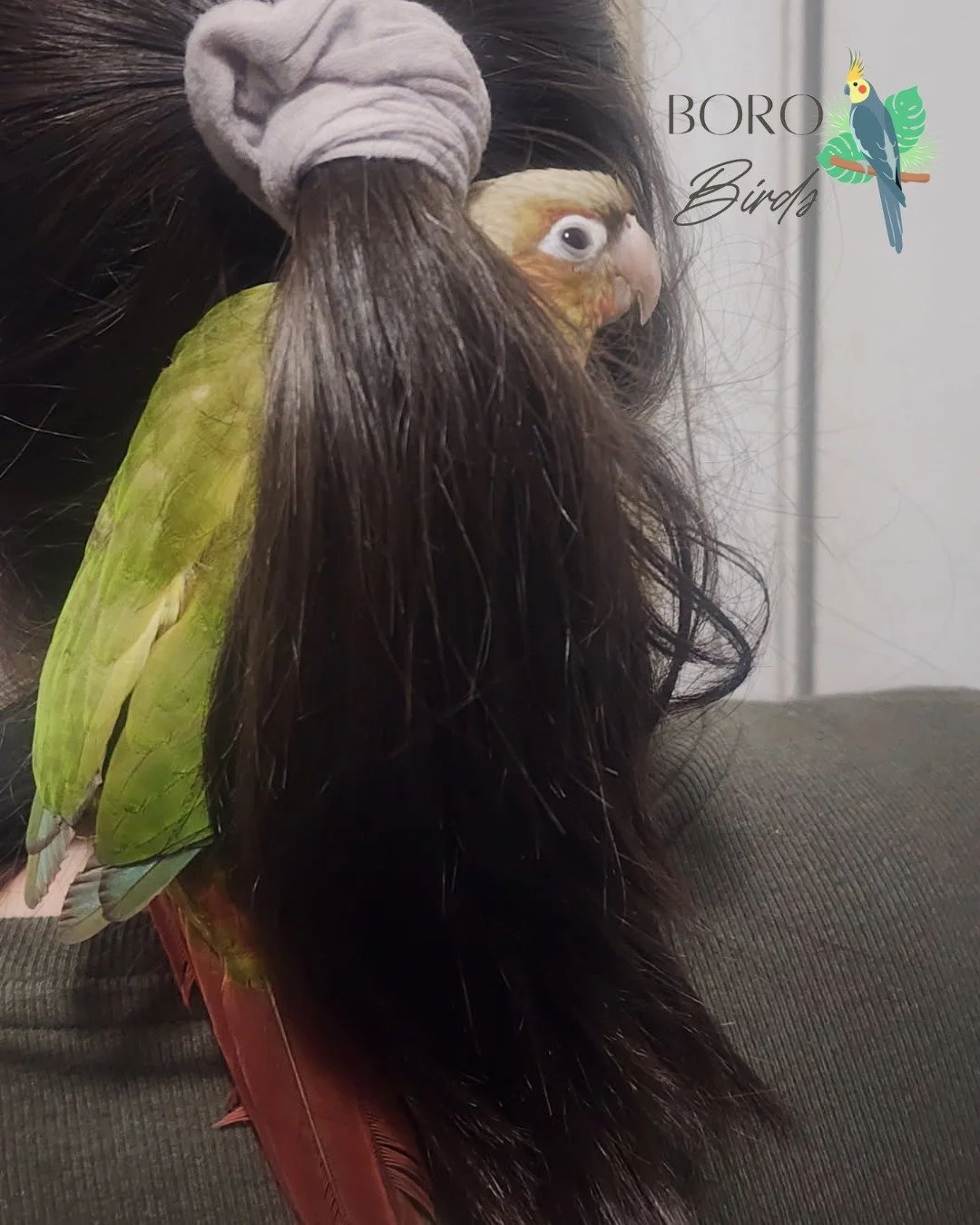 Sunday Outtake - Behind the scenes look!

This little red and green friend helped take pictures this week. They just hung out in my ponytail while everyone got their portraits done. 📸

This Green Cheek Conure is ready to go home! Add some red and gr