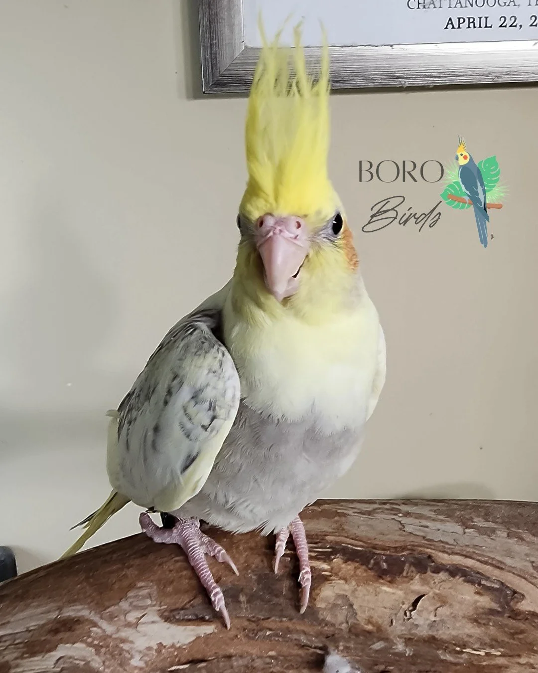 A new nest of babies are almost ready! 🐣 They will be finished hand-feeding after the first of the year. 🍾🥂

Stay tuned for more pictures and videos. 📸

To place a deposit for a new feathered friend DM or call/text (615) 593-6669. 📆

#cockatiel 