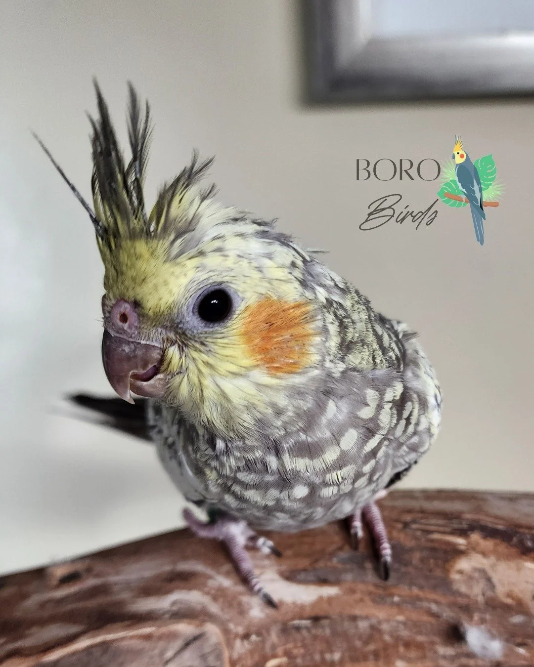 A new nest of babies are almost ready! 🐣 They will be finished hand-feeding after the first of the year. 🍾🥂

Stay tuned for more pictures and videos. 📸

This dark pearl cockatiel is soooo sweet. 

To place a deposit for a new feathered friend DM 