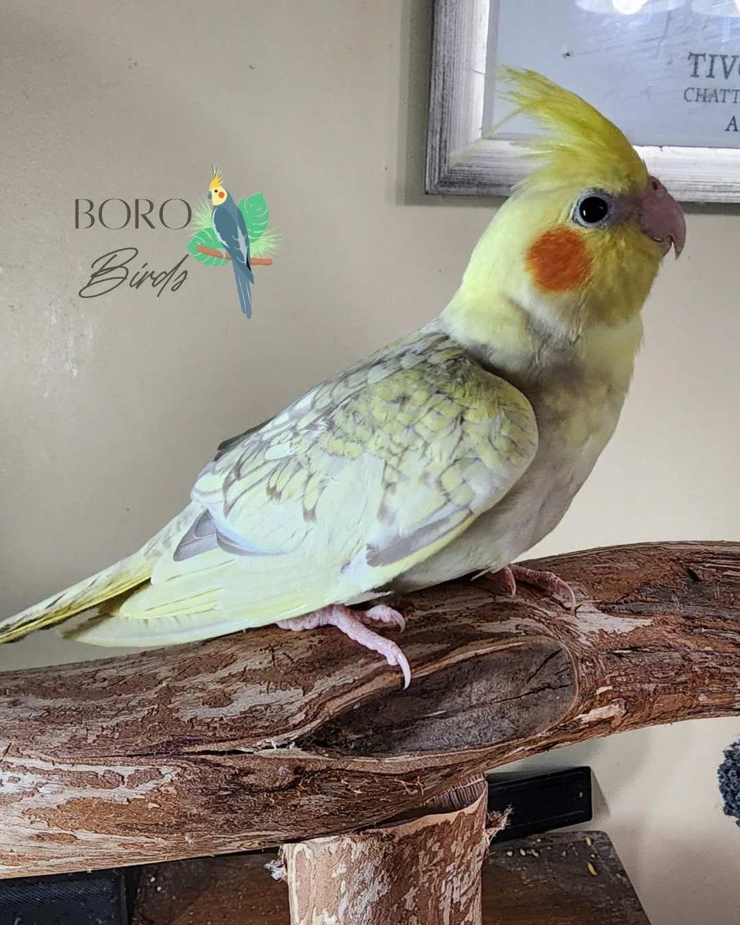 A new nest of babies are almost ready! 🐣 They will be finished hand-feeding after the first of the year. 🍾🥂

Stay tuned for more pictures and videos. 📸

This cinnamon pearl has the brightest cheeks! 🧡🧡🧡🧡

To place a deposit for a new feathere