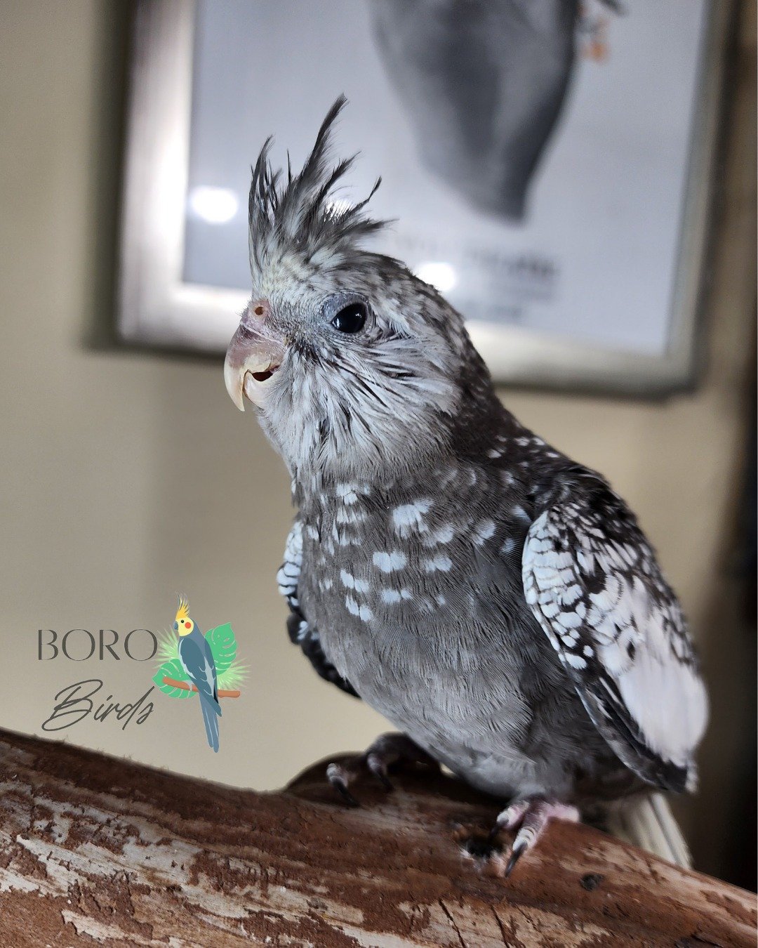 A new nest of babies are almost ready! 🐣 They will be finished hand-feeding after the first of the year. 🍾🥂

Stay tuned for more pictures and videos. 📸

This whiteface pearl has the best side eye. 😜

To place a deposit for a new feathered friend