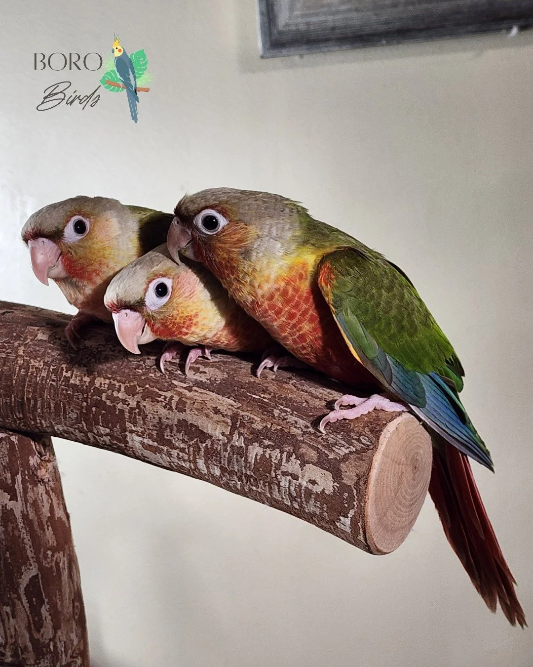 Looking for a Feathered Friend for Christmas?

These Green Cheek Conures are ready to go home! 🏡 Add some red and green to your Christmas. 🎅🏻🎄💖

This weekend is the last weekend before Christmas. DM or Call/Text for an appointment (615) 593-6669