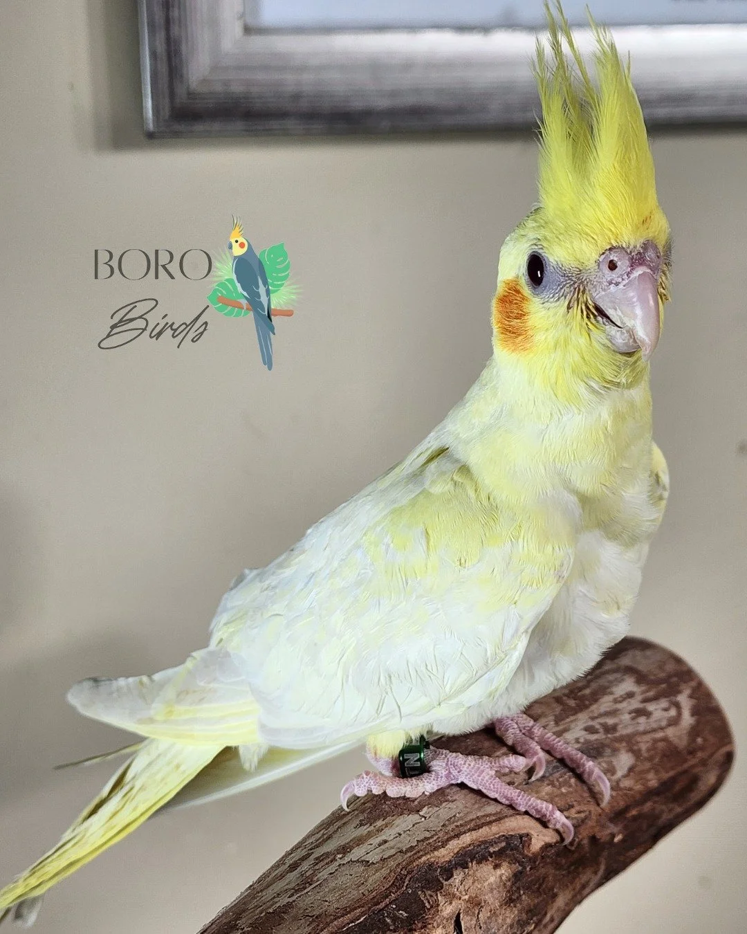 A new nest of babies are almost ready! 🐣 They will be finished hand-feeding after the first of the year. 🍾🥂

Stay tuned for more pictures and videos. 📸

This lutino has the most beautiful colors, we had to add a close-up. 💛🩶💛🧡💛🤍💛

To place