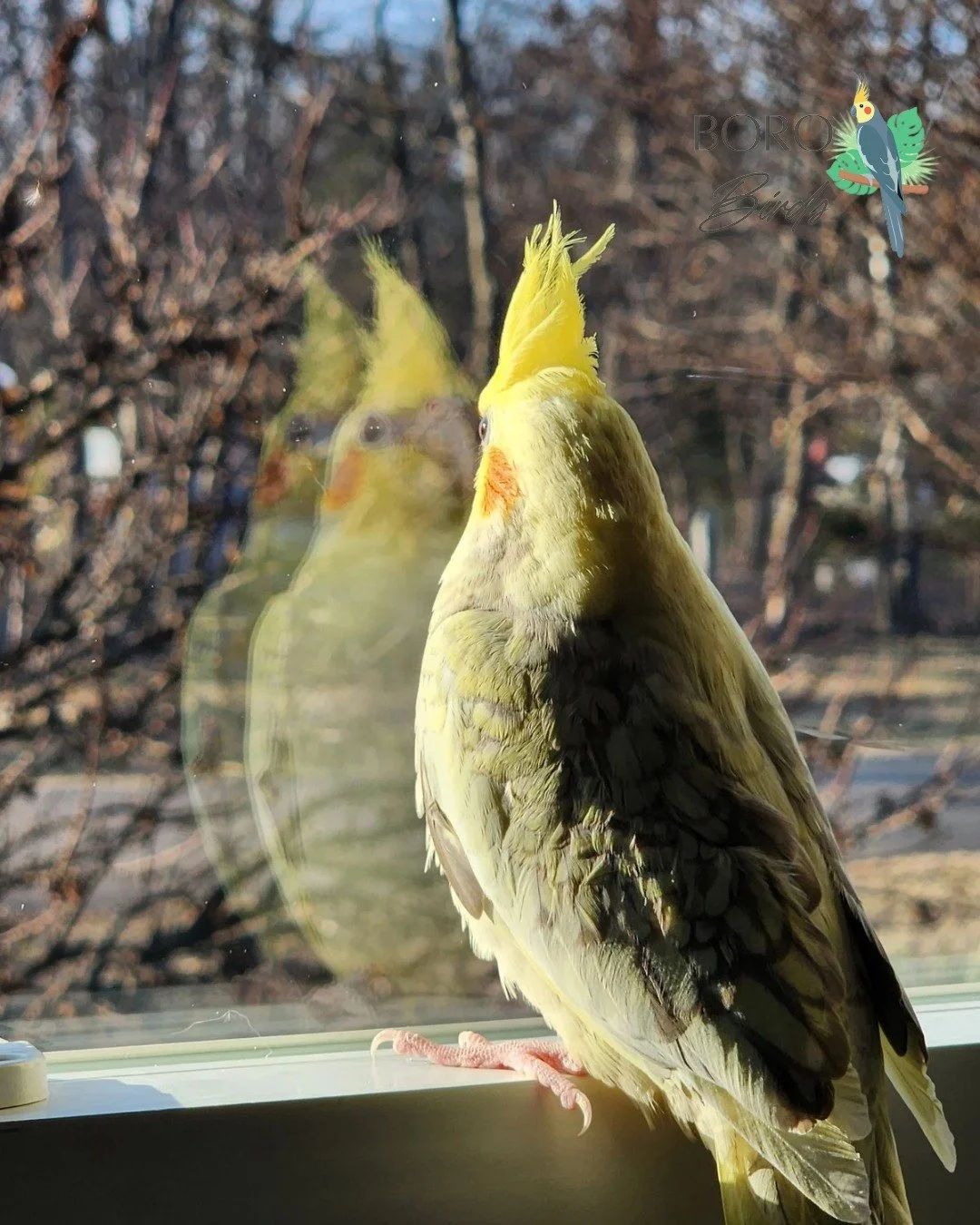 🧡💛"I am pretty. I am smart."💛🧡🥰

Don't forget some positivity this Monday morning! 

This little guy went home, but we will have more cockatiels soon!

We do have 2 Green Cheek Conures that are ready for a new home!

DM/Call/Text (615)