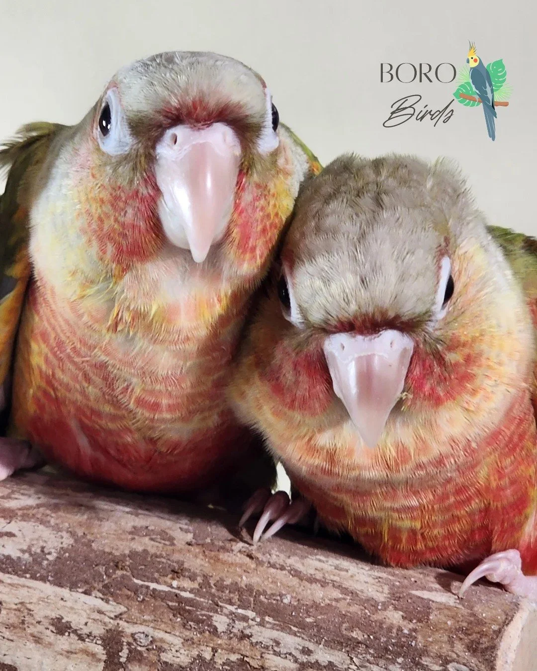 We have 2 Green Cheek Conures that are ready for a new home! These little guys are shoulder snuggly bugs. 

DM/Call/Text (615) 593-6669 for an appointment!

#greencheekconure ##greencheekedconure  #conurelove #conurebird  #PetBirds