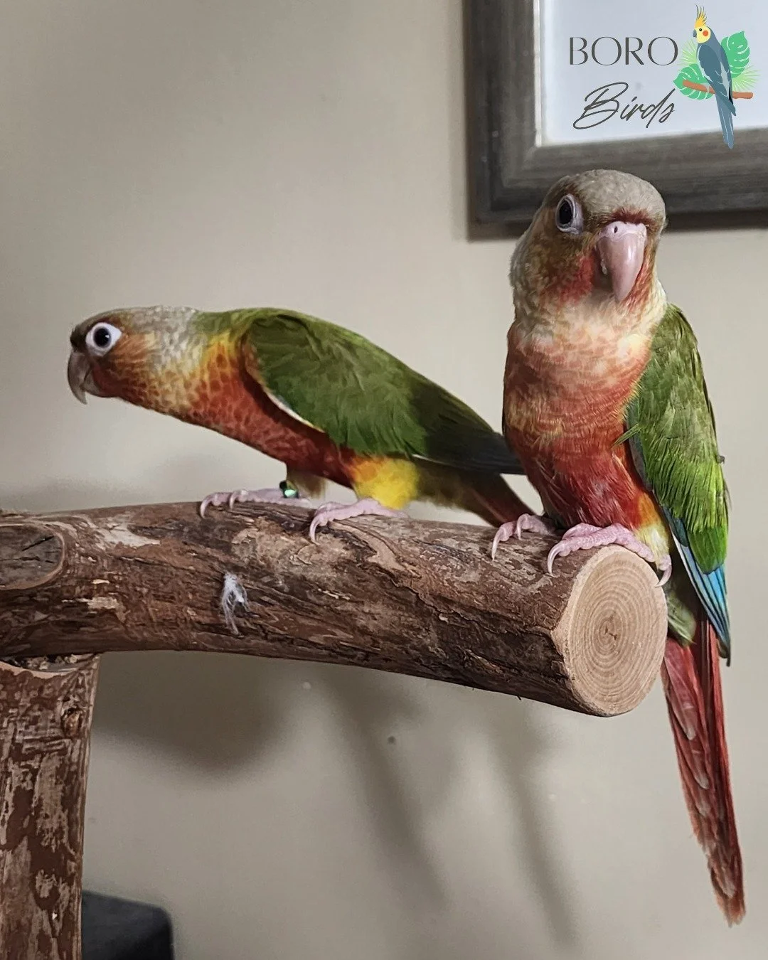 We have 2 Green Cheek Conures that are ready for a new home! These little guys are shoulder snuggly bugs. 

DM/Call/Text (615) 593-6669 for an appointment to take one (or both) home!

#greencheekconure ##greencheekedconure  #conurelove #conurebird  #