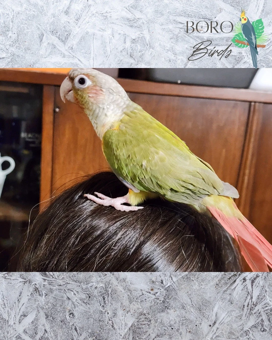 💚❤💚🥰 Two Green Cheek Conures Left! 🥰💚❤💚

These little ones love to hang out on your shoulder or in your hair. 

Looking for a little buddy to spend time with? We have your feathered friend,

DM or Call/Text (615) 593-6669 to schedule an appoint