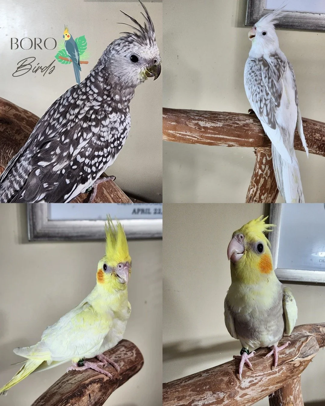 You can also follow on Instagram to see more.

#cockatiel #petbird #bird #murfreesborotn