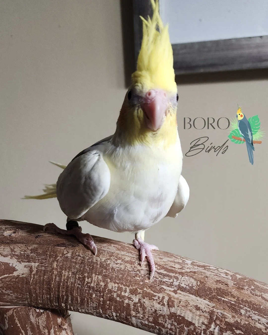 Looking for a little friend? This baby will be done hand-feeding in a few weeks and will be looking for a new home. 🐣🏠

Normal Pied Cockatiel

DM of Call/Text (615)593-6669 to place a deposit and schedule an appointment to take this feather friend 