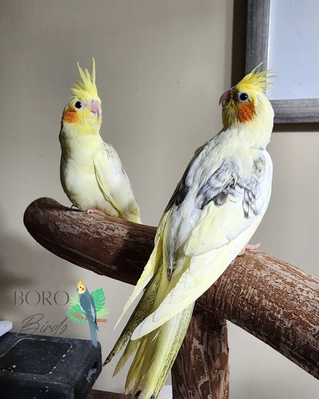 Look at how bright the colors on these two babies are! 🧡💛🧡💛🧡💛

They are still hand-feeding for the next few weeks. Are they your newest feathered friend?

Pearl Pied Cockatiels

DM of Call/Text (615)593-6669 to place a deposit and schedule an a