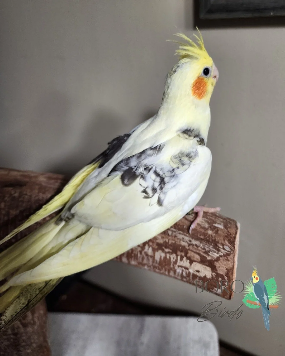 🧡💛🧡💛🧡💛Look at how bright the colors on this baby 🧡💛🧡💛🧡💛

They are still hand-feeding for the next few weeks. Are they your newest feathered friend?

Pearl Pied Cockatiel

DM of Call/Text (615)593-6669 to place a deposit and schedule an ap