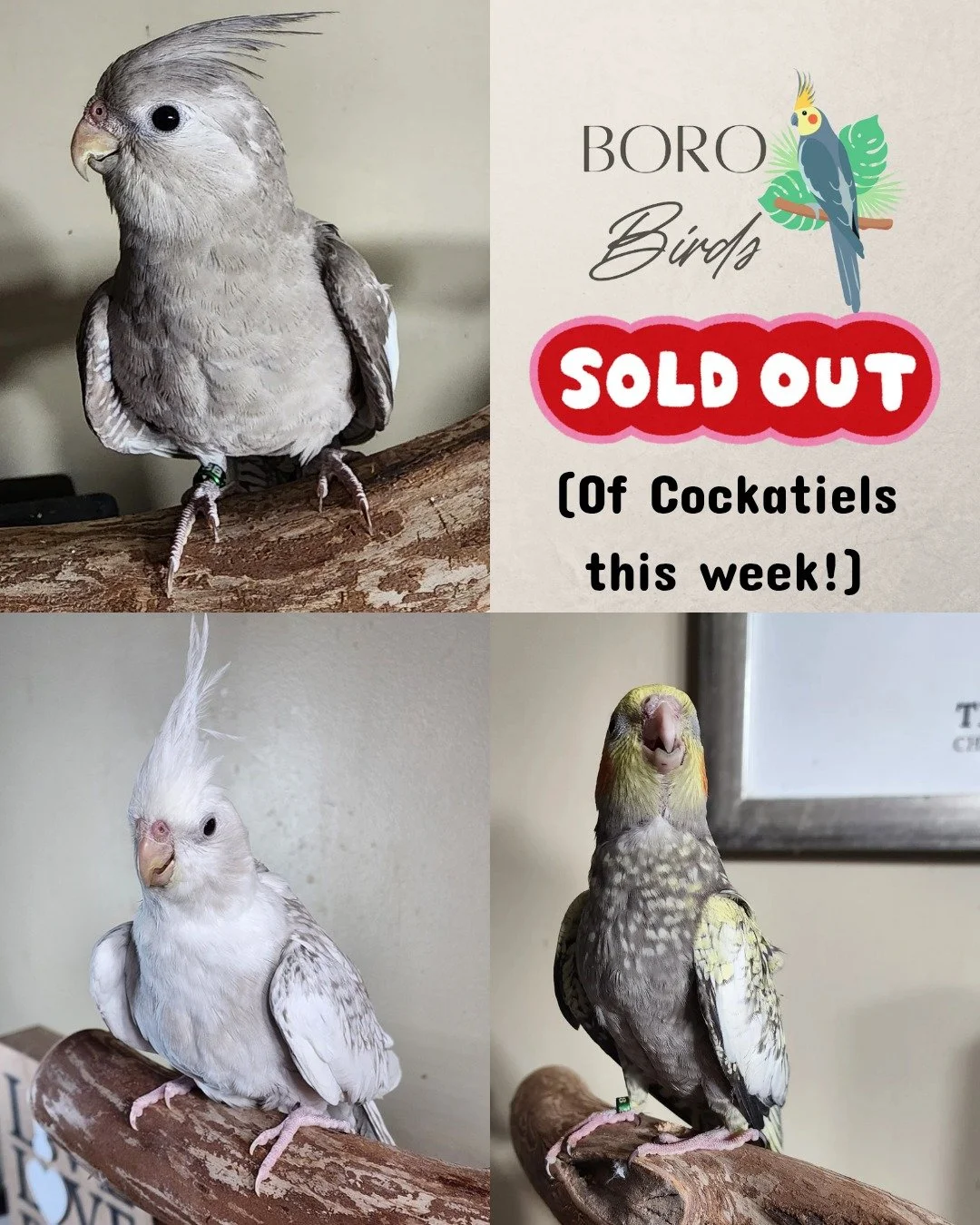 🐣We are between cockatiel clutches and will have new babies to share in the coming weeks! Stay tuned! 🐣

(We do have one Green Cheek Conure available)

#cockatiel #birds #murfreesborotn #pets