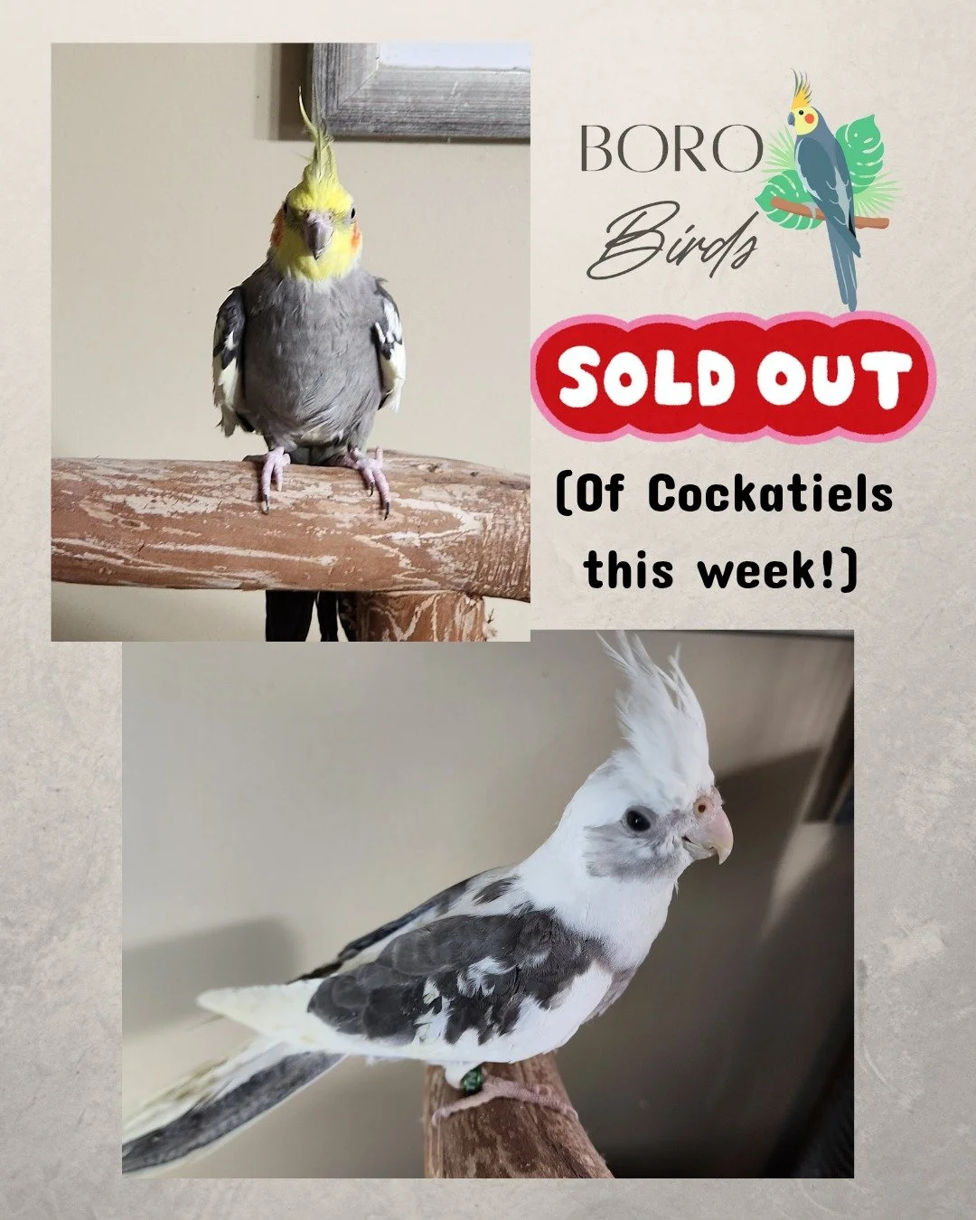 🐣We are between cockatiel clutches and will have new babies to share in the coming weeks! Stay tuned! 🐣

(We do have one Green Cheek Conure available)

#cockatiel #birds #murfreesborotn #pets
