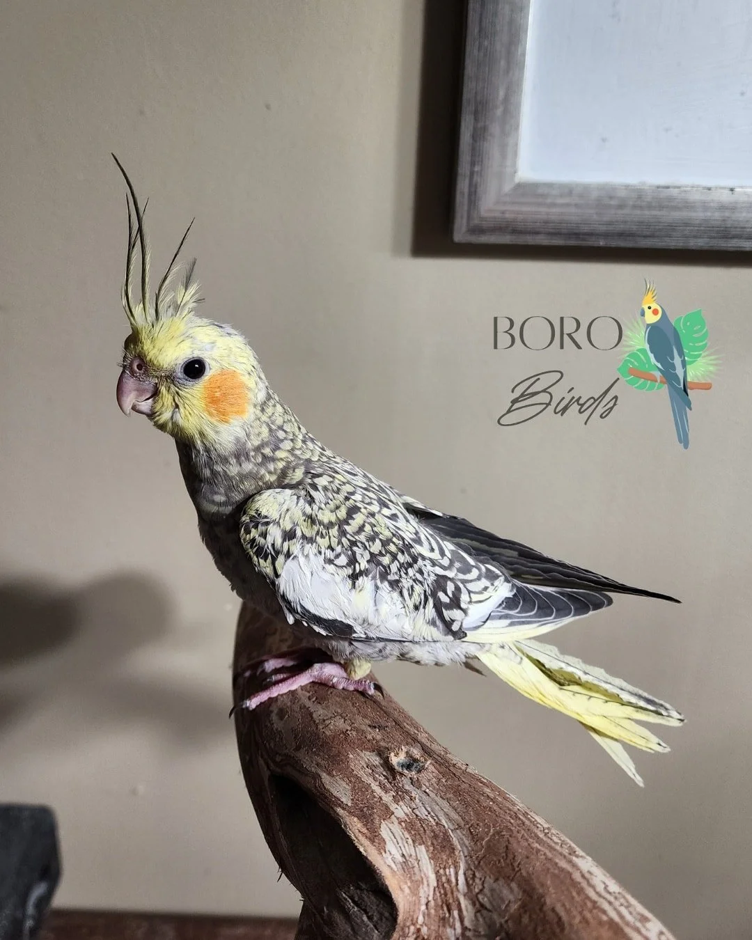 🌞Look at those cheeks🌞

Pearl Cockatiel ready to go home in the next few weeks! They are almost done hand-feeding.

DM or call/text (615) 593-6669 to place a deposit and schedule an appointment.