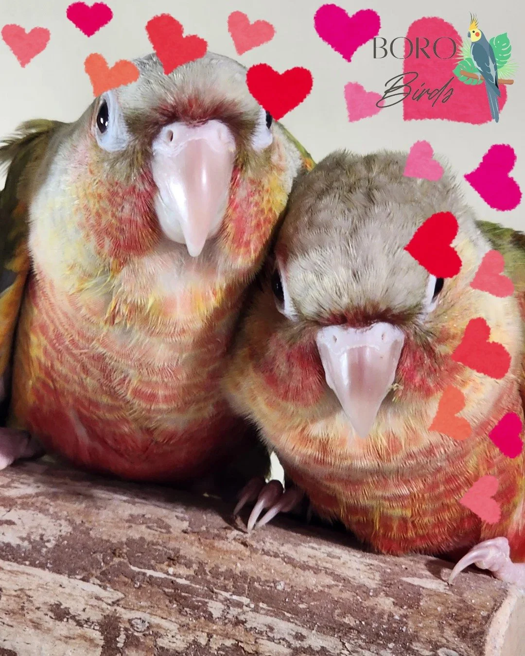 💕💖Happy Valentine's Day💖💕

These two Green Cheek Conures are available to be your love bug! They both love riding on your shoulders and snuggling against your cheek.

Interested in having a bird who snuggles? DM or call/text (615) 593-6669 to arr
