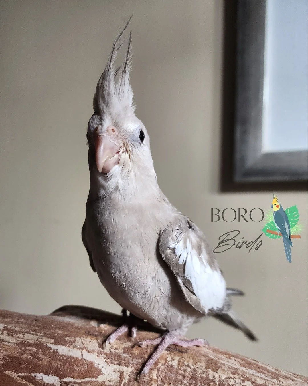 🌟SOLD🌟

Have you ever seen such a sweet face? This little baby is almost done hand-feeding and will be ready to go in just a few weeks!

Cinnamon White-Face Cockatiel

DM of Call/Text (615)593-6669 to place a deposit and schedule an appointment to 