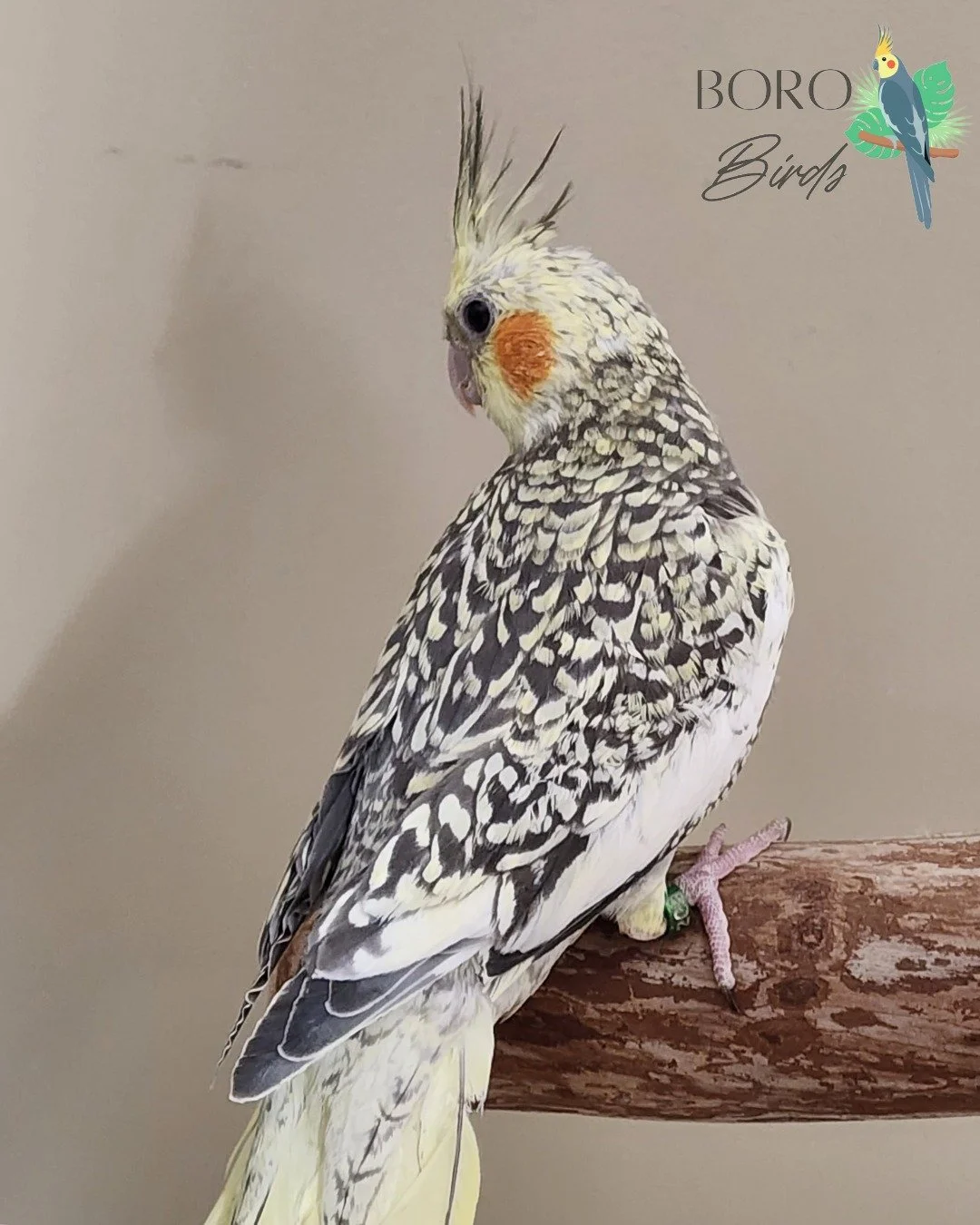 ✨Our last bird is available for a deposit. It will be a few weeks before we have more to share. ✨

This is a very sweet Pearl Cockatiel. 

If this looks like a new friend for your family, DM or call/text (615) 593-6669 to place a deposit in pick up i
