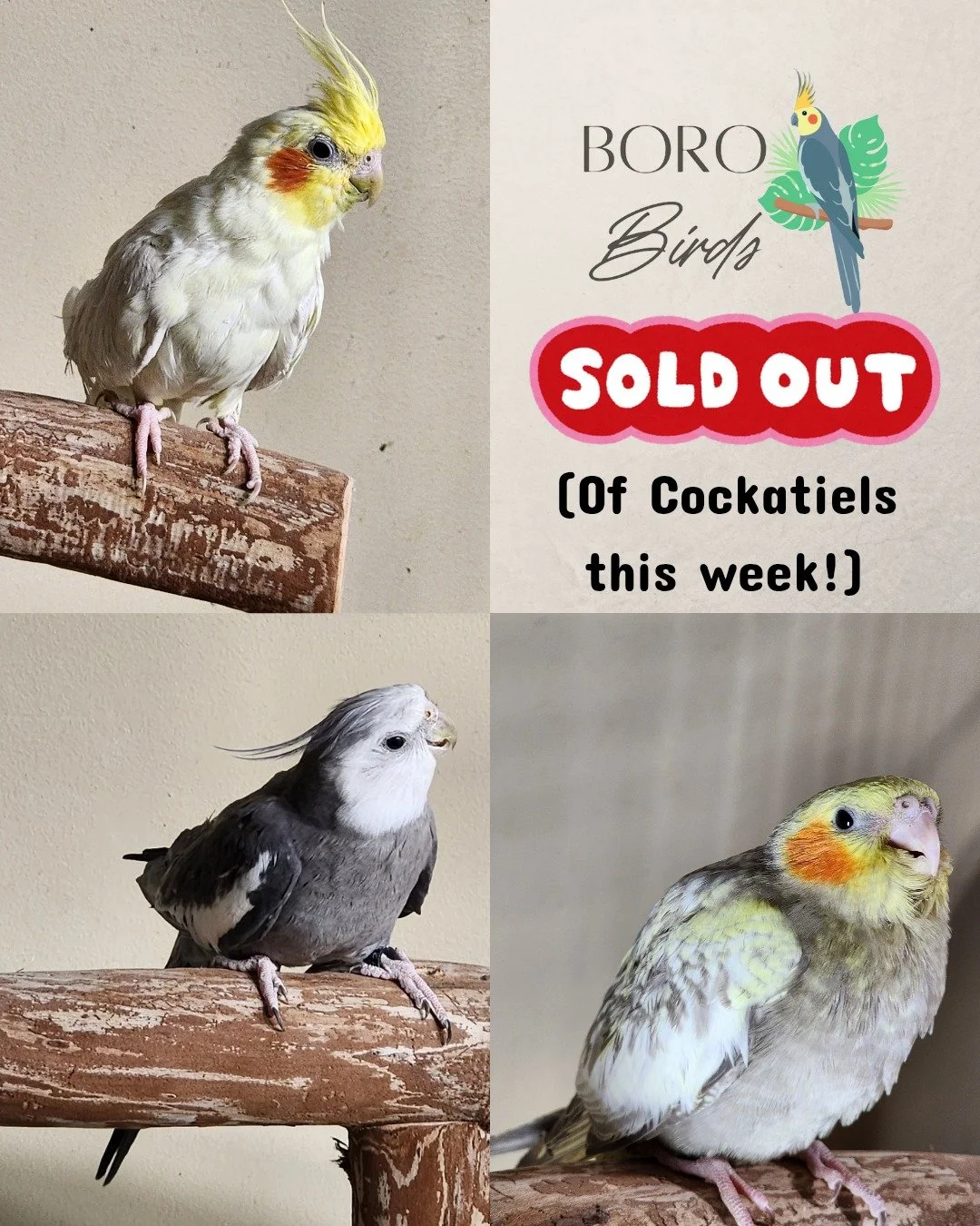 🐣We are between cockatiel clutches and will have new babies to share in the coming weeks! Stay tuned! 🐣

(We do have one Green Cheek Conure available)

#cockatiel #birds #murfreesborotn #pets