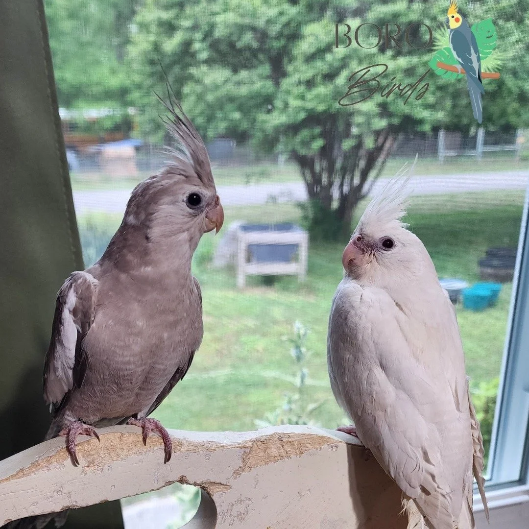 These two beauties went to a new forever home yesterday. 🏠🥰

(Can you tell we have used this old wooden chair as a perch for years? Birds, conures especially, LOVE chewing on wood)

This week, we will FINALLY be posting some new babies that will be
