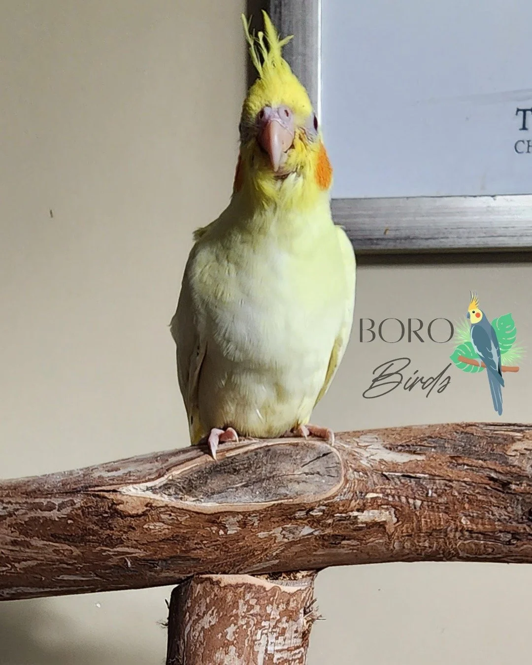 ⭐This lovely Lutino is ready to go home!⭐

Are you ready to add a sweet feather baby to the family? This chickie is ready to go home this weekend!

DM or Call/Text (615) 593-6669 to place a deposit and schedule an appointment.