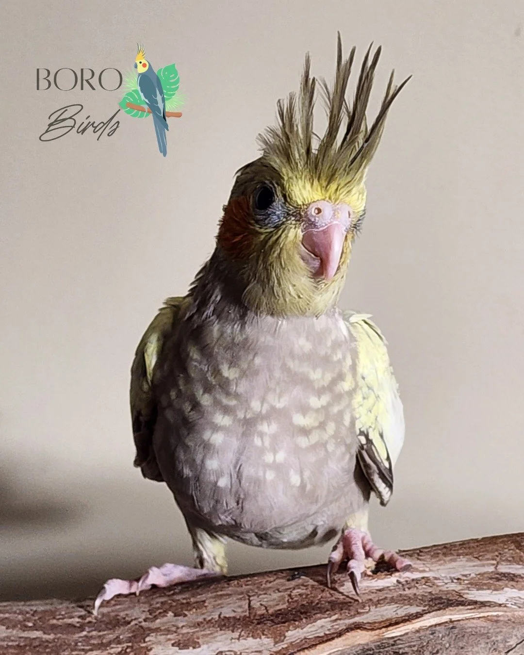 "You talkin' to me?" 😂

This little birdie will be ready to go home in 3-4 weeks. 

Currently, he is busy learning to eat his seeds, pellets, and salad. 🥗

DM or Call/Text (615) 593-6669 to place a deposit and schedule an appointment.