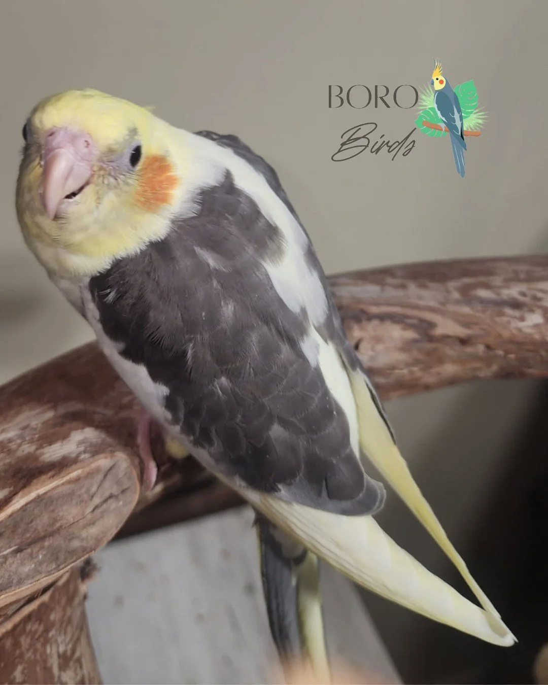 This silly baby is almost ready for a forever family! 

In about 3-4 weeks, they will be ready to go home. 🏠

Right now, they are still getting formula, but learning to love leafy greens! 🥗

DM or Call/Text (615) 593-6669 to place a deposit and sch