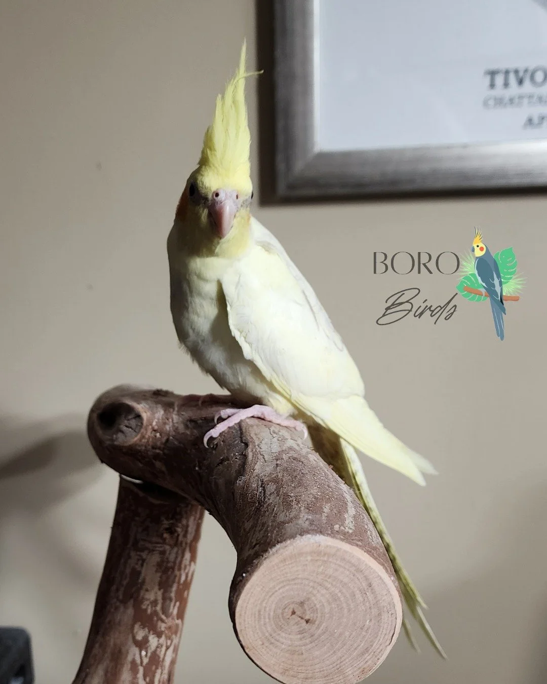This little pearl pied baby is almost ready for a forever home. 

DM or Call/Text (615)593-6669 to place a deposit and schedule an appointment.