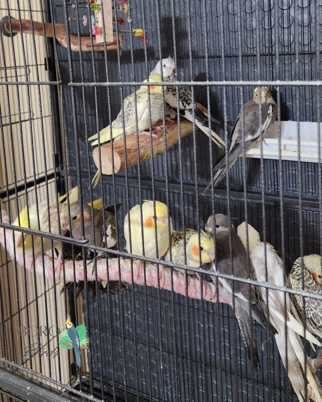 🐣Lots of babies are learning to eat their seeds, pellets, and veggies.🐣

More posts coming all week.

To place a deposit DM or call/text (615) 593-6669.