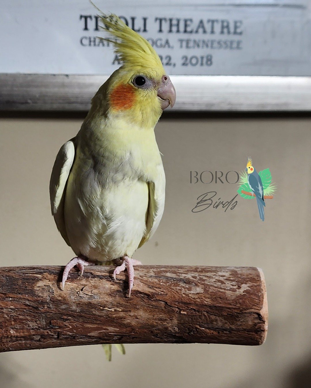 We have a variety of birds ready in a few weeks!

Follow to keep up on availability!

To place a deposit DM or call/ text (615) 593-6669.

FollowFollow