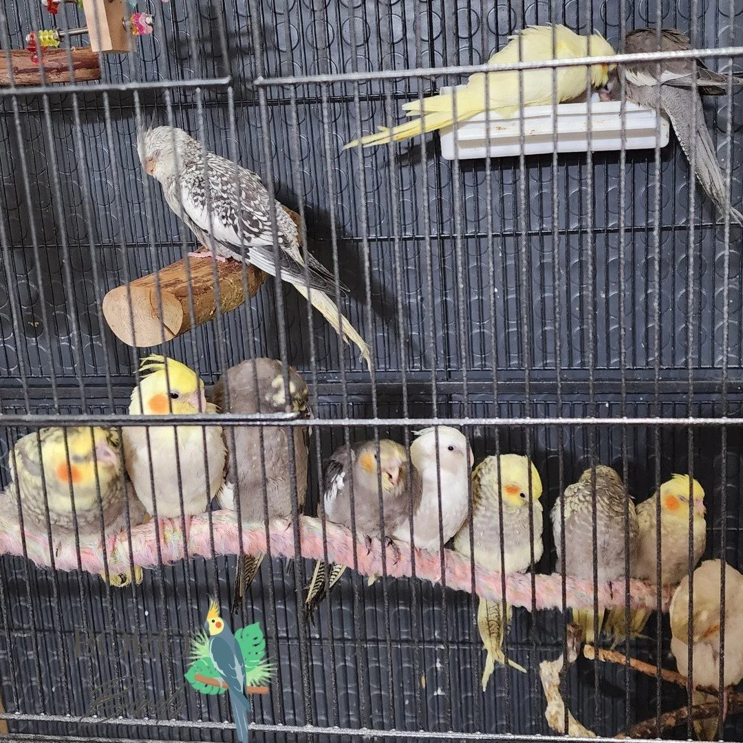We posted some babies last week that are still available and will be posting more this week! Stay tuned and make sure you are following us for cockatiel cuteness. 🐣💗

#cockatiels #pet