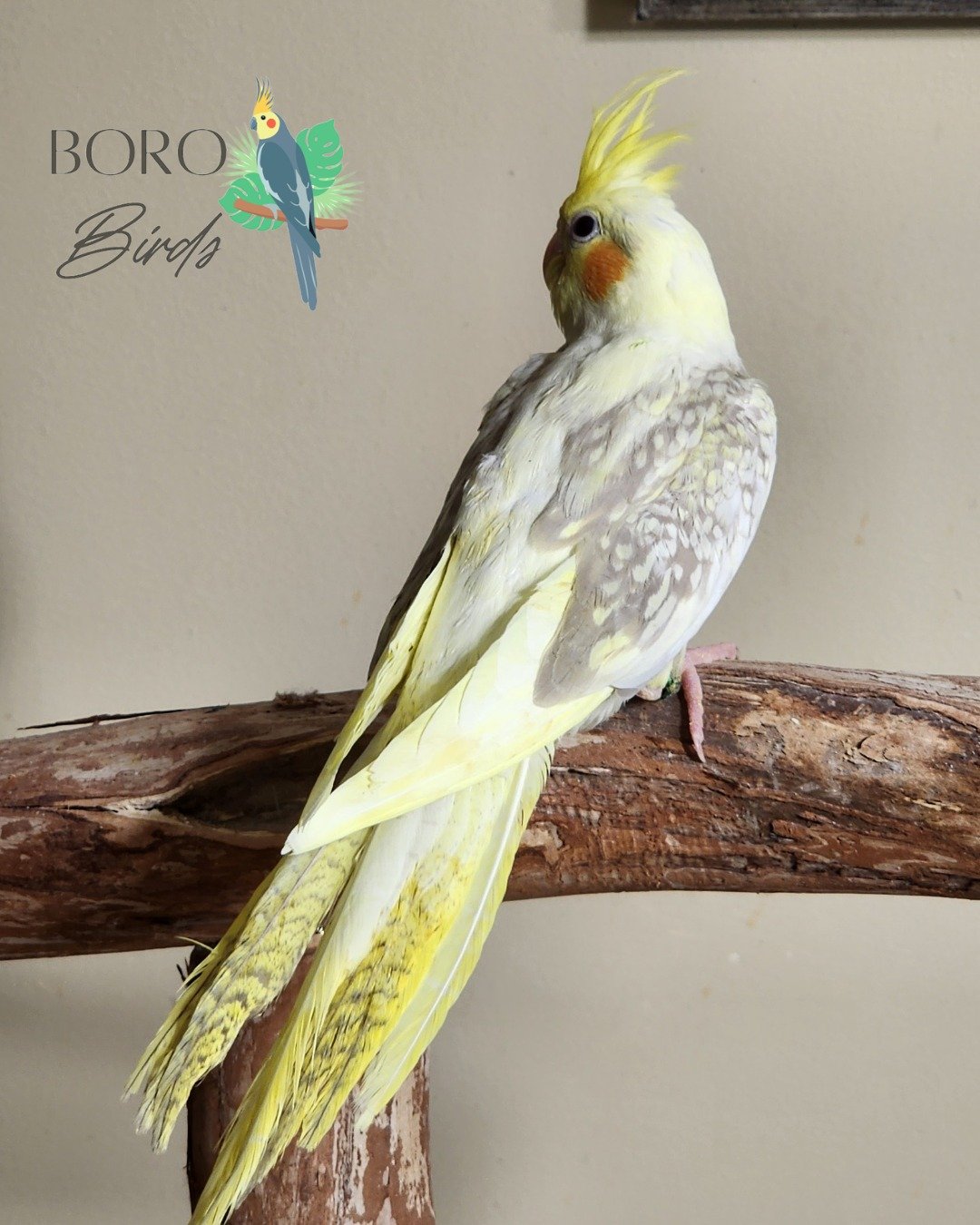 ⭐This superstar is ready to go home in a few weeks!⭐

To place a deposit and schedule an appointment DM or call/text (615) 593-6669. 

#cockatiel  #pet #PetBirds