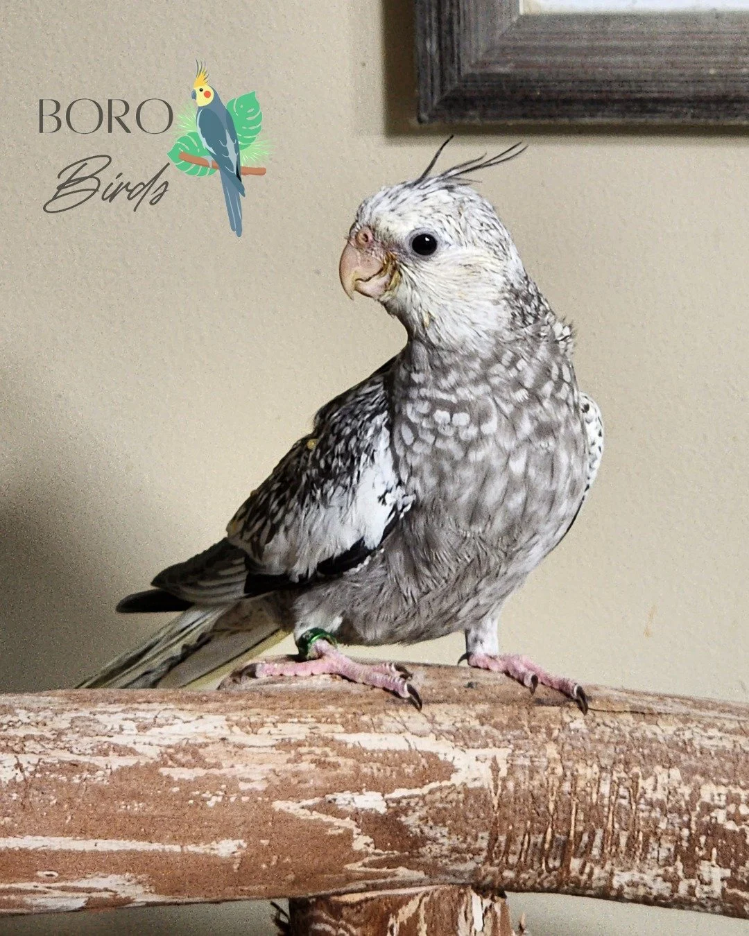 🩶🤍🩶 What a sassy baby! This dark whitefaced pearl cockatiel will be ready to go home in a few weeks!🩶🤍🩶 

To place a deposit and set an appointment, DM or call/text (615) 593-6669.