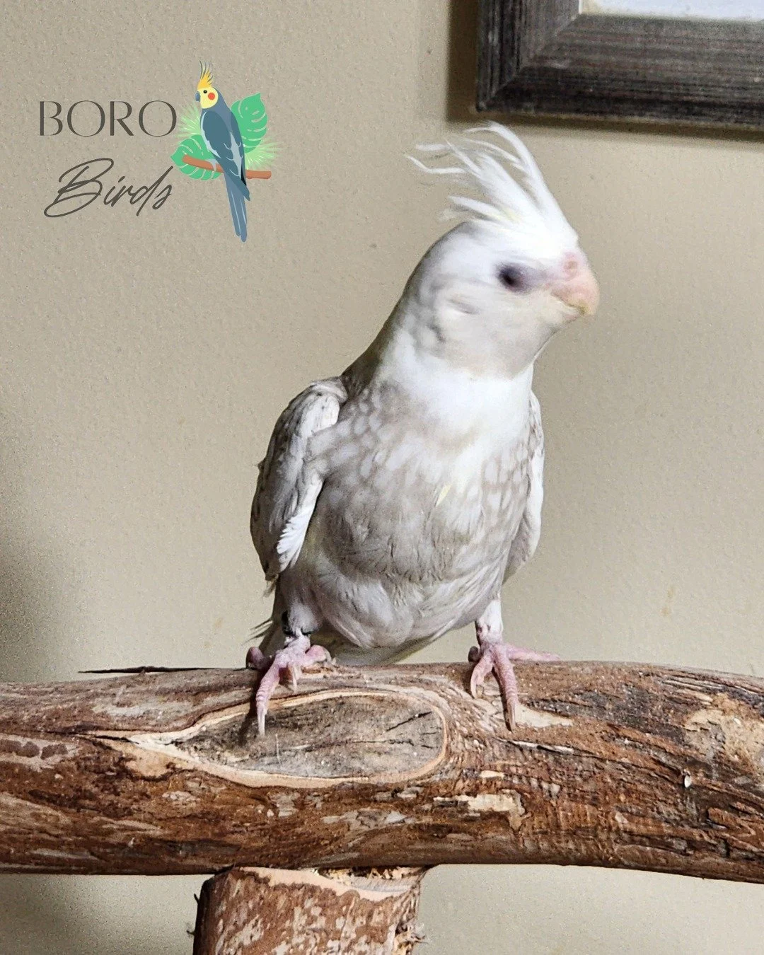 🤍🩶🤍 This lighter whitefaced pearl cockatiel is ready to go home in a few weeks. 🏠🤍🩶🤍 

To place a deposit and an appointment, DM or call/text (615) 593-6669. 

##cockat&iacute;el  #pet