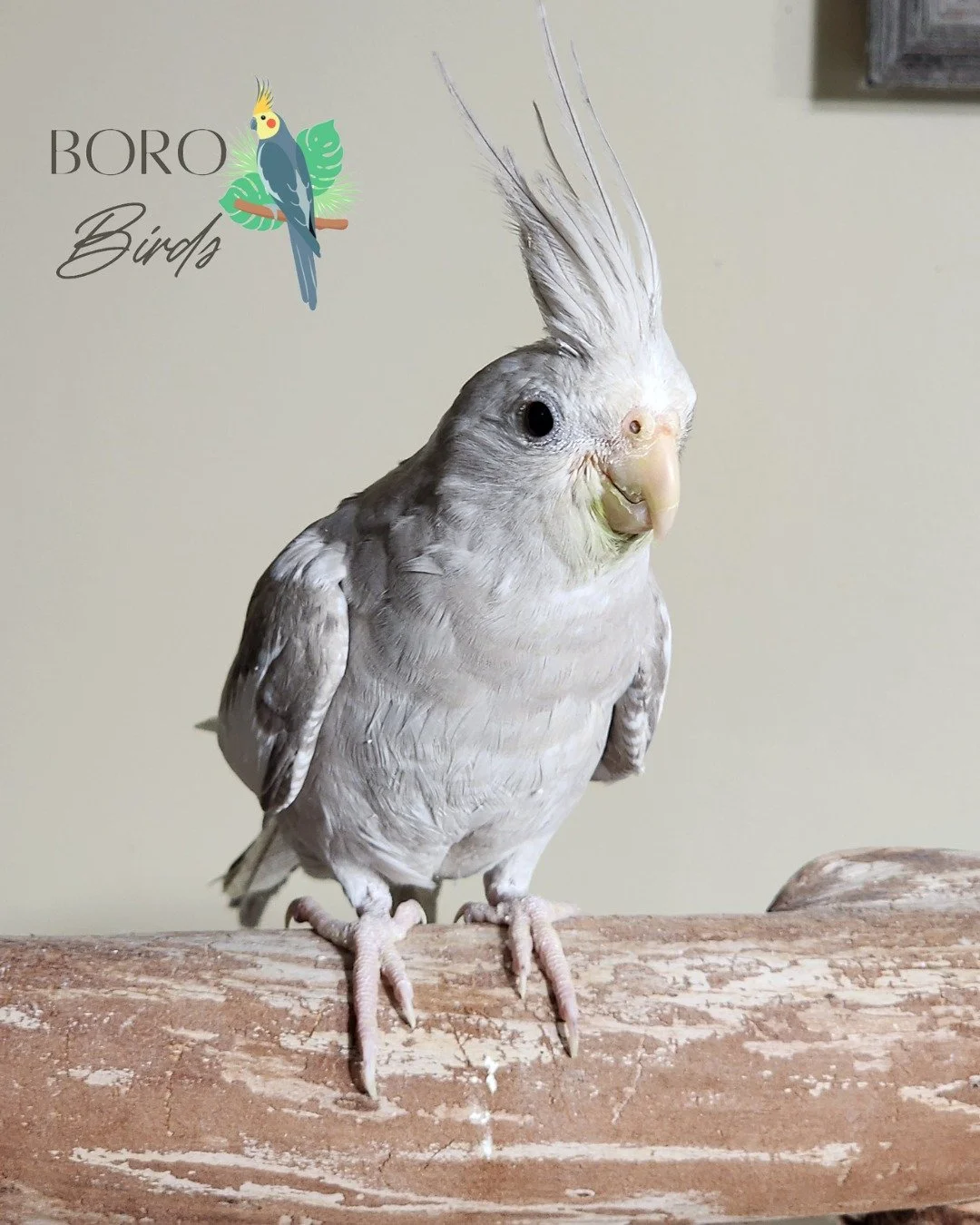 💗This spinach-eating cinnamon whitefaced cockatiel is ready to go home this weekend! 🥗

To place a deposit and set an appointment, DM or call/text (615) 593-6669. 

#cockatiels #cinnamoncockatiel
