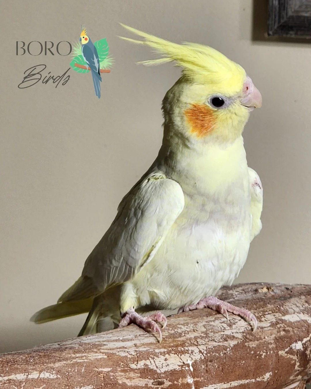 ⭐🌞⭐ This sunny baby cockatiel is ready to go home this weekend. 🏠⭐🌞⭐

To place a deposit and schedule an appointment, DM or call/text (615)593-6669. 📅

#pet ##cockat&iacute;el